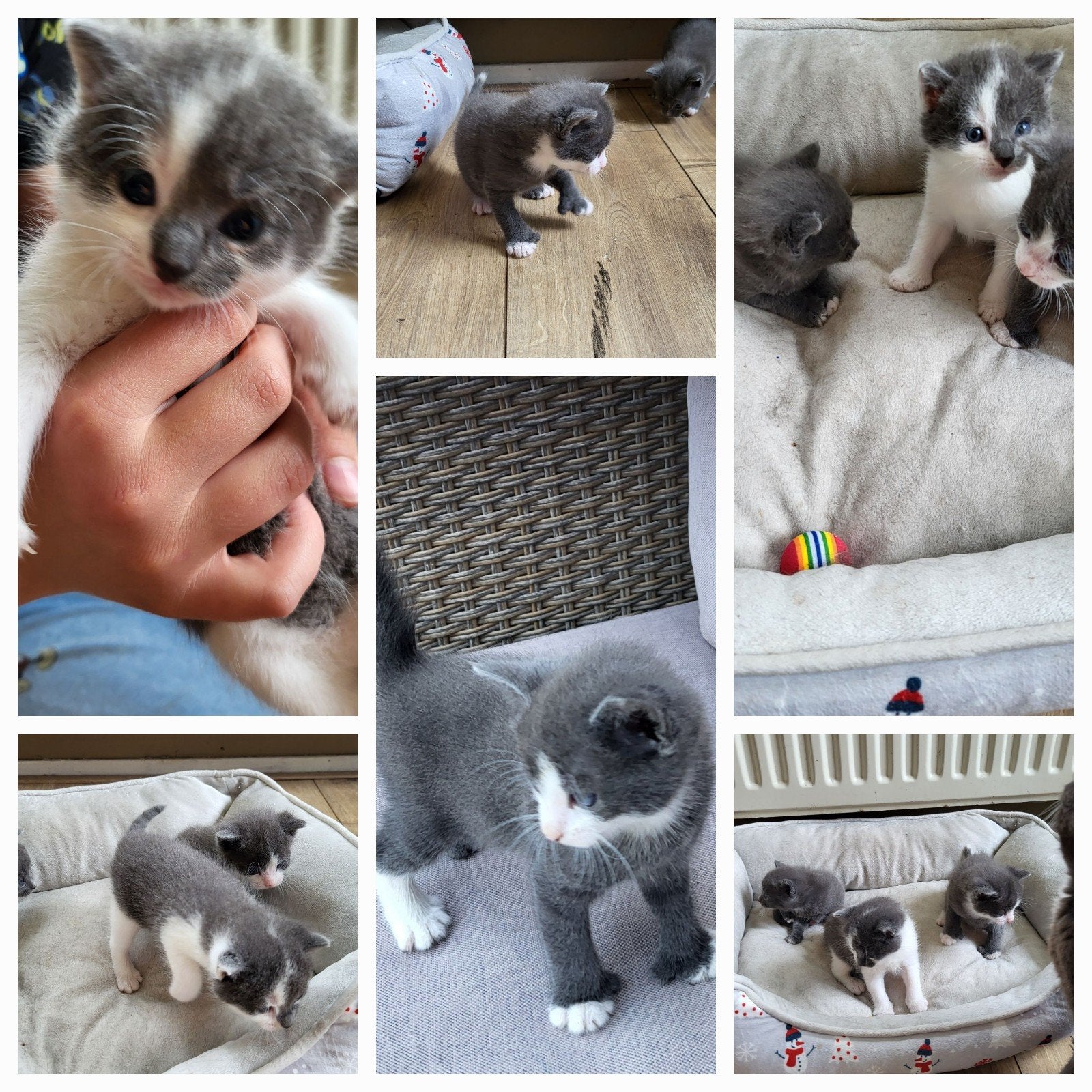 3 prachtige jonge kittens! 50 procent main coon