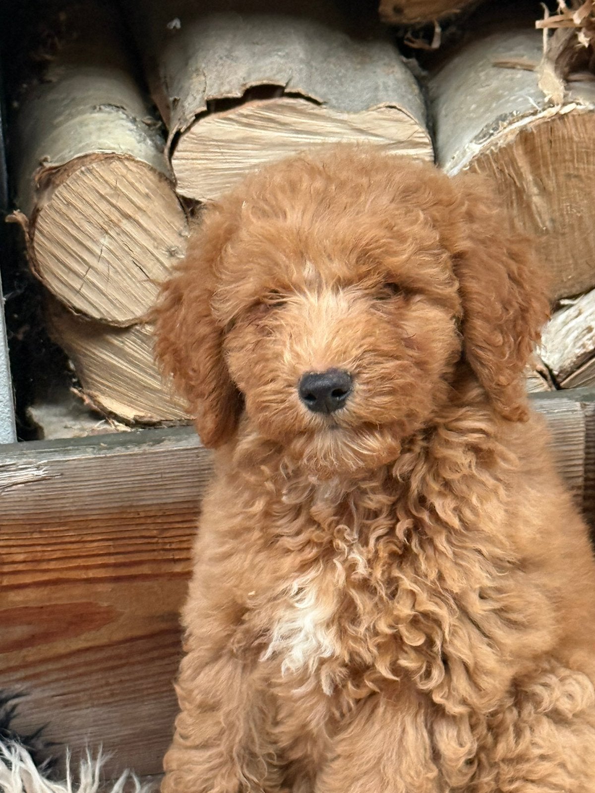 Labradoodle, Nederland, Overige rassen, CDV (hondenziekte), 8 tot 15 weken