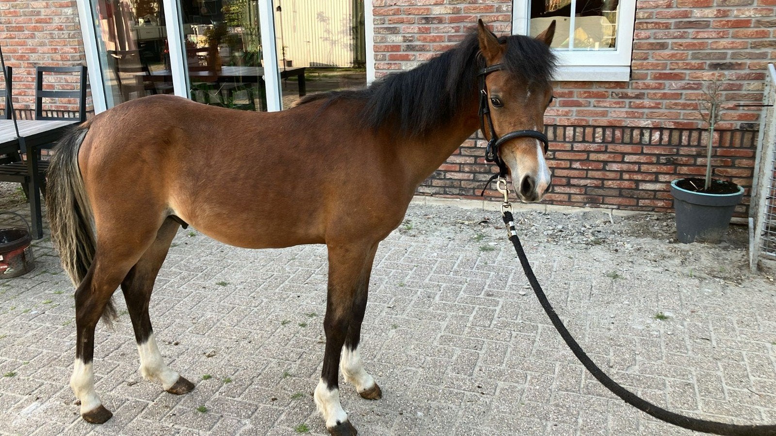 Jaarling Welsh hengst, Dieren en Toebehoren