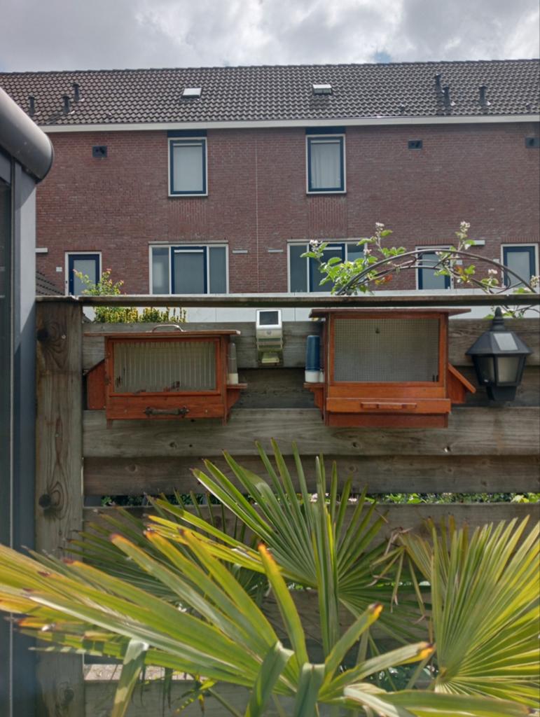 Zangkooitjes, Ophalen, Hout, Vogelkooi