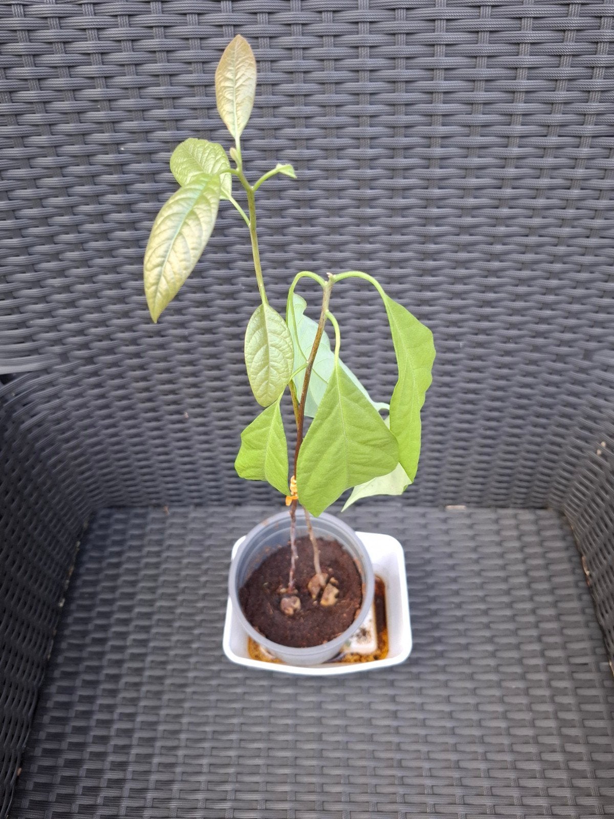 avocadoplant, Ophalen, Volle zon