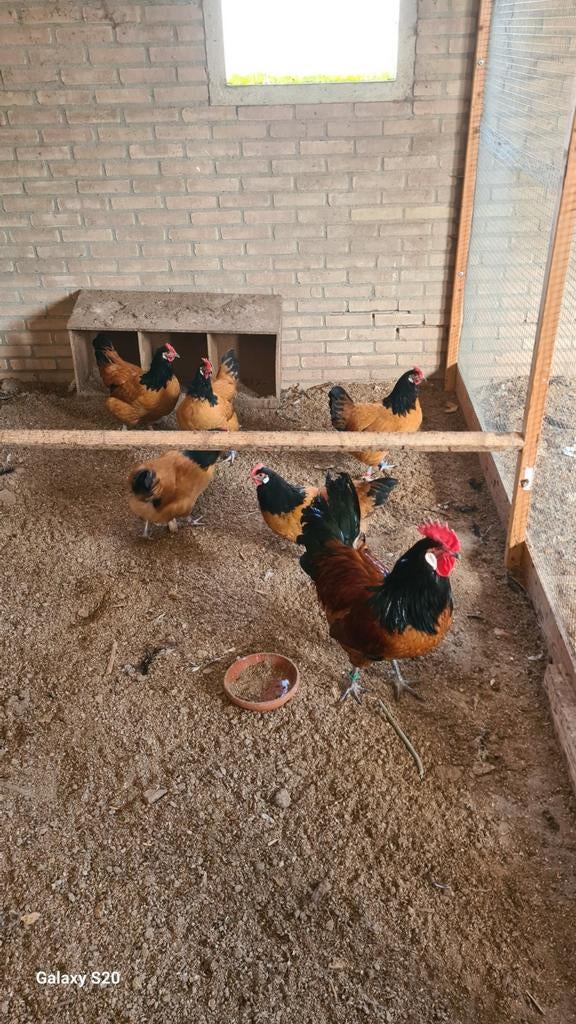 Vorwerk kippen, Dieren en Toebehoren, Pluimvee, Geslacht onbekend, Kip