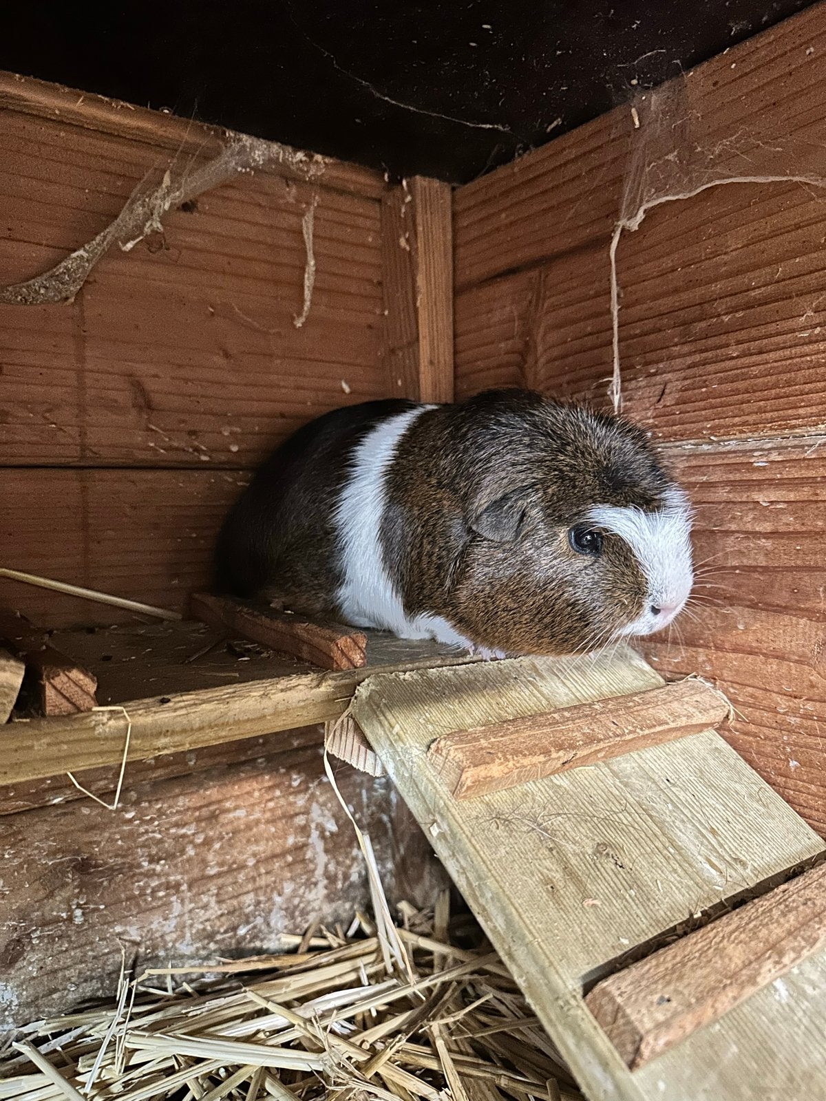 cavia beertje, Dieren en Toebehoren, Knaagdieren, Februari, Mannelijk, Cavia