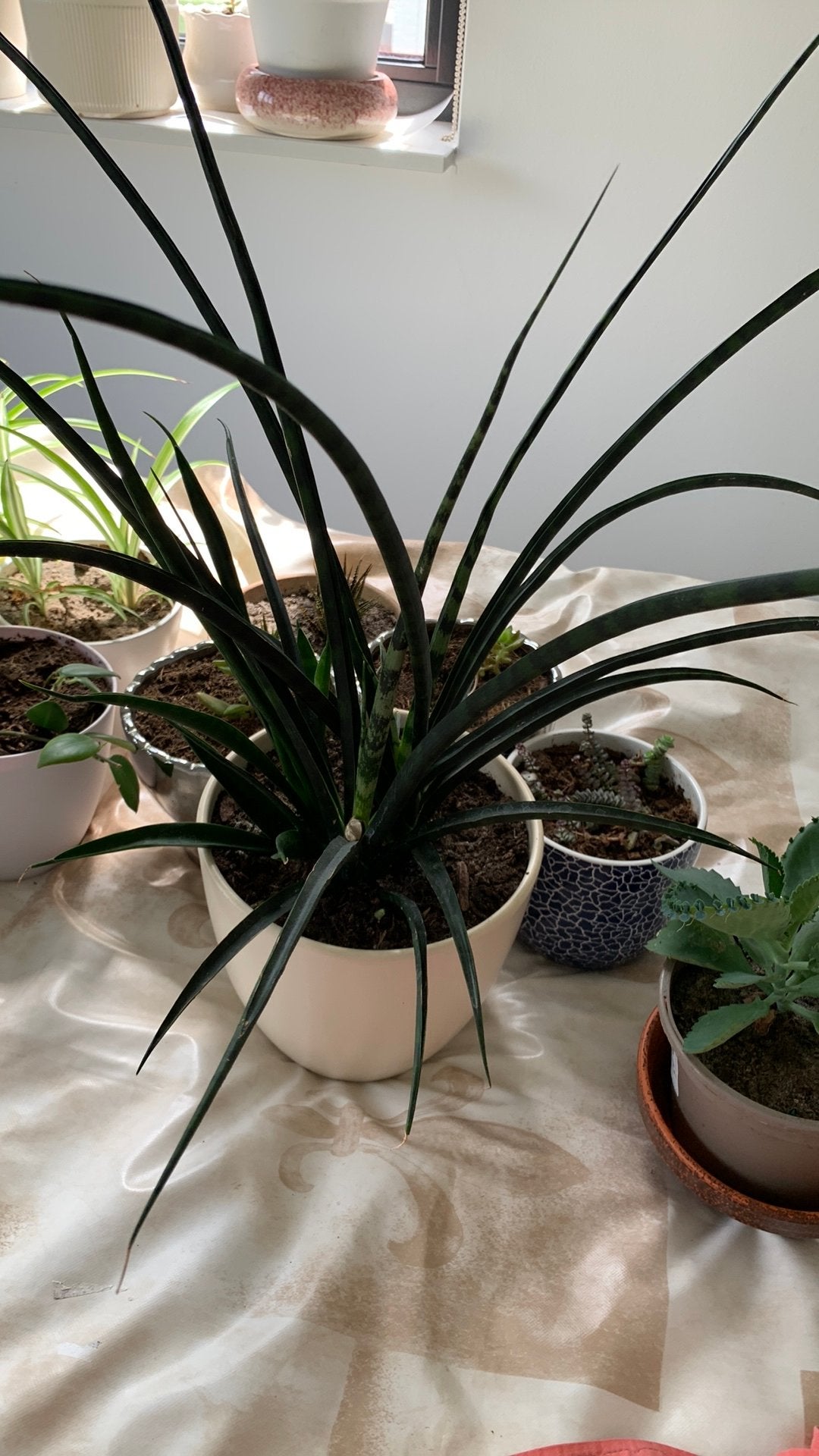 Vet plant met pot €10, Huis en Inrichting, Kamerplanten, Ophalen, Halfschaduw, Minder dan 100 cm