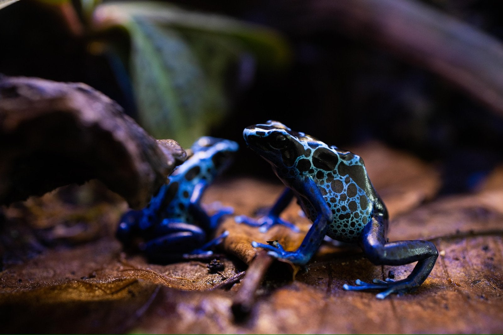 Nakweek gifkikkers D. T. Sipaliwni Blue Frog photo 5