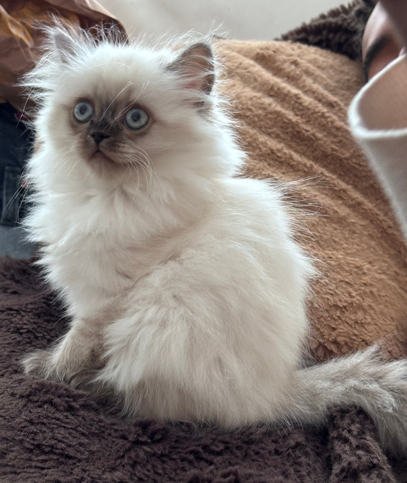 Mix pers/britse langhaar., Poes, Langharig, 0 tot 2 jaar