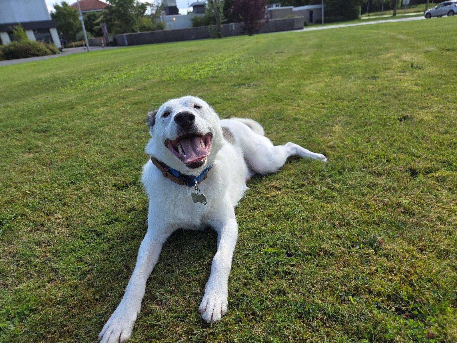 Lieve Boemer wacht nog steeds op zijn adoptiegezin!, Dieren en Toebehoren, Honden | Niet-rashonden, Particulier, Reu, 1 tot 2 jaar