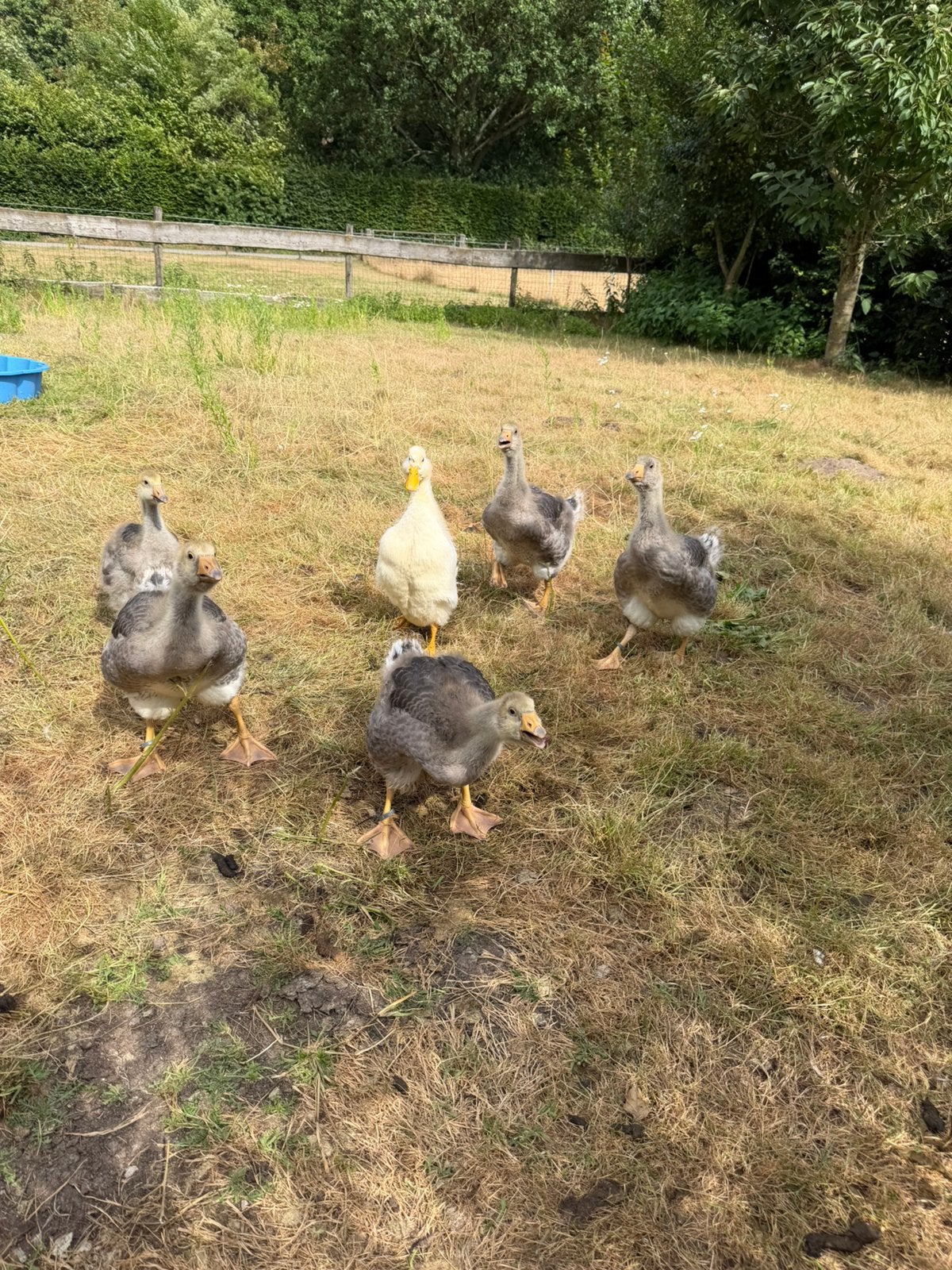 Toulouse ganzen jongen., Meerdere dieren, Gans of Zwaan