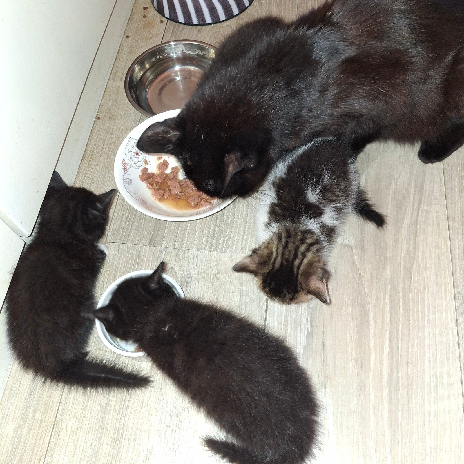 2 mooie katertjes en 1 mooi Poesje