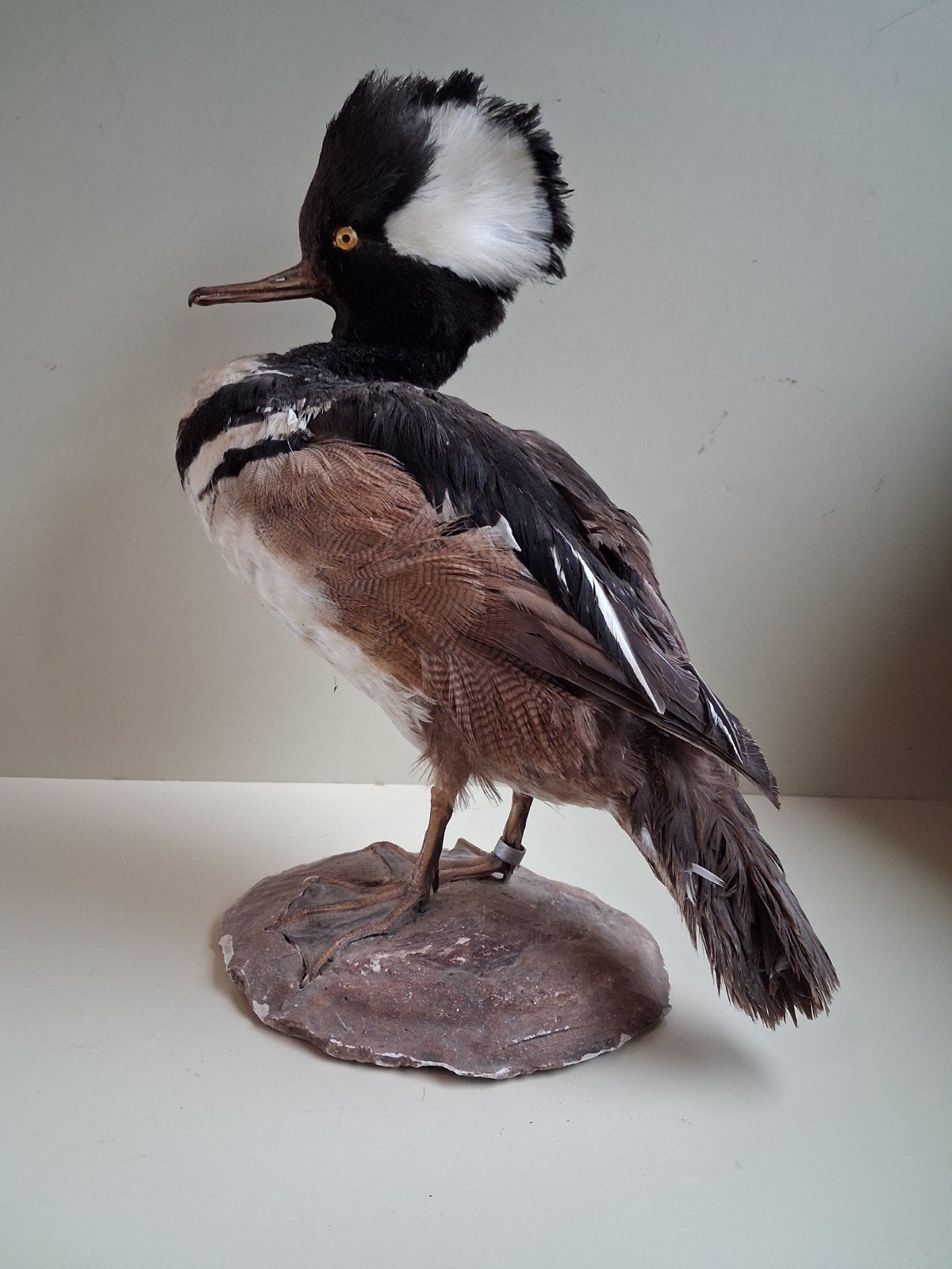 Opgezette Kokardezaagbek,kuifzaagbek,  eend, Ophalen of Verzenden, Vogel, Opgezet dier