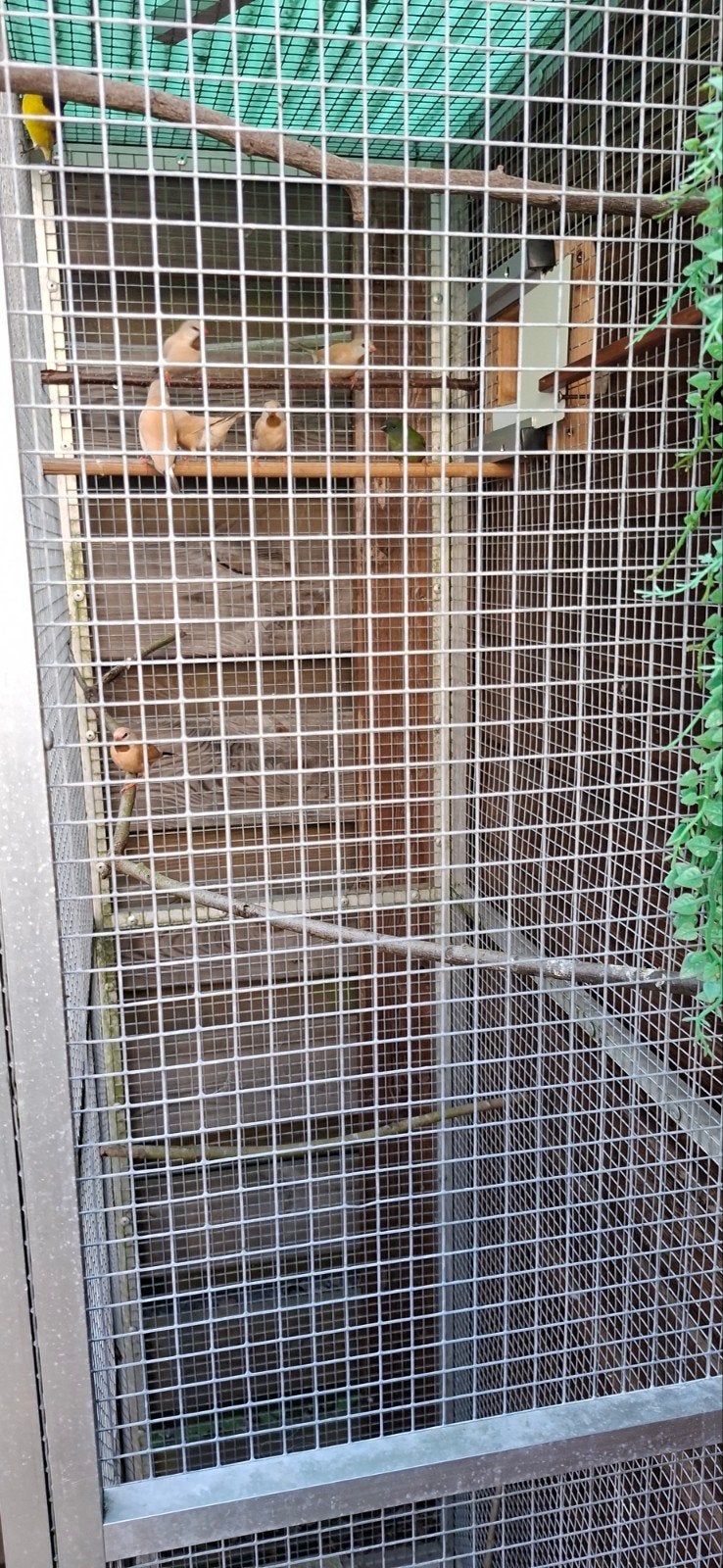 Jonge spitsstaartamadines, Dieren en Toebehoren, Meerdere dieren, Tropenvogel