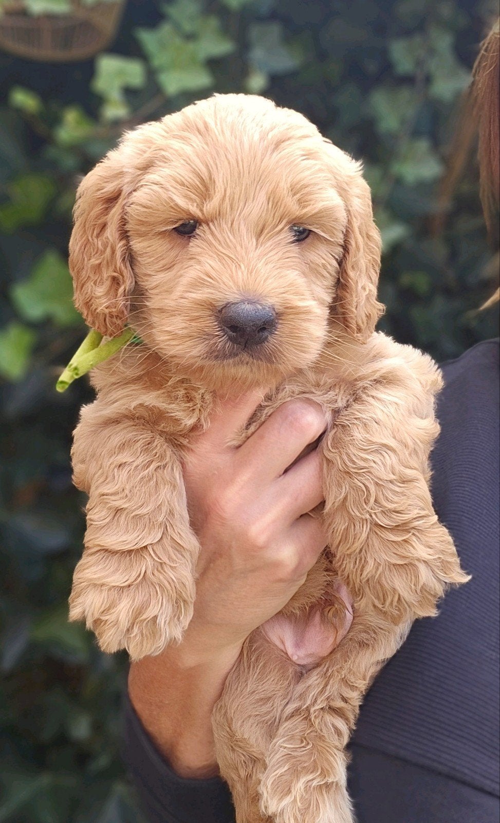 Australian Labradoodle pups met wala stamboom, CDV (hondenziekte), Overige rassen, 8 tot 15 weken, Meerdere