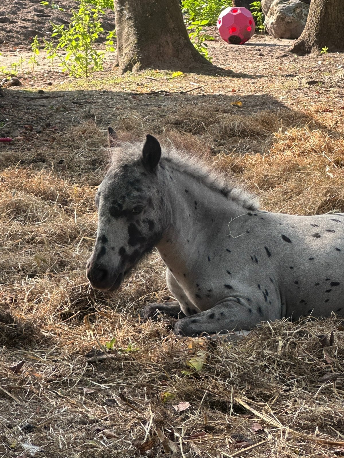 Verzorgpaard gezocht, Dieren en Toebehoren, Ophalen of Verzenden, Nieuw