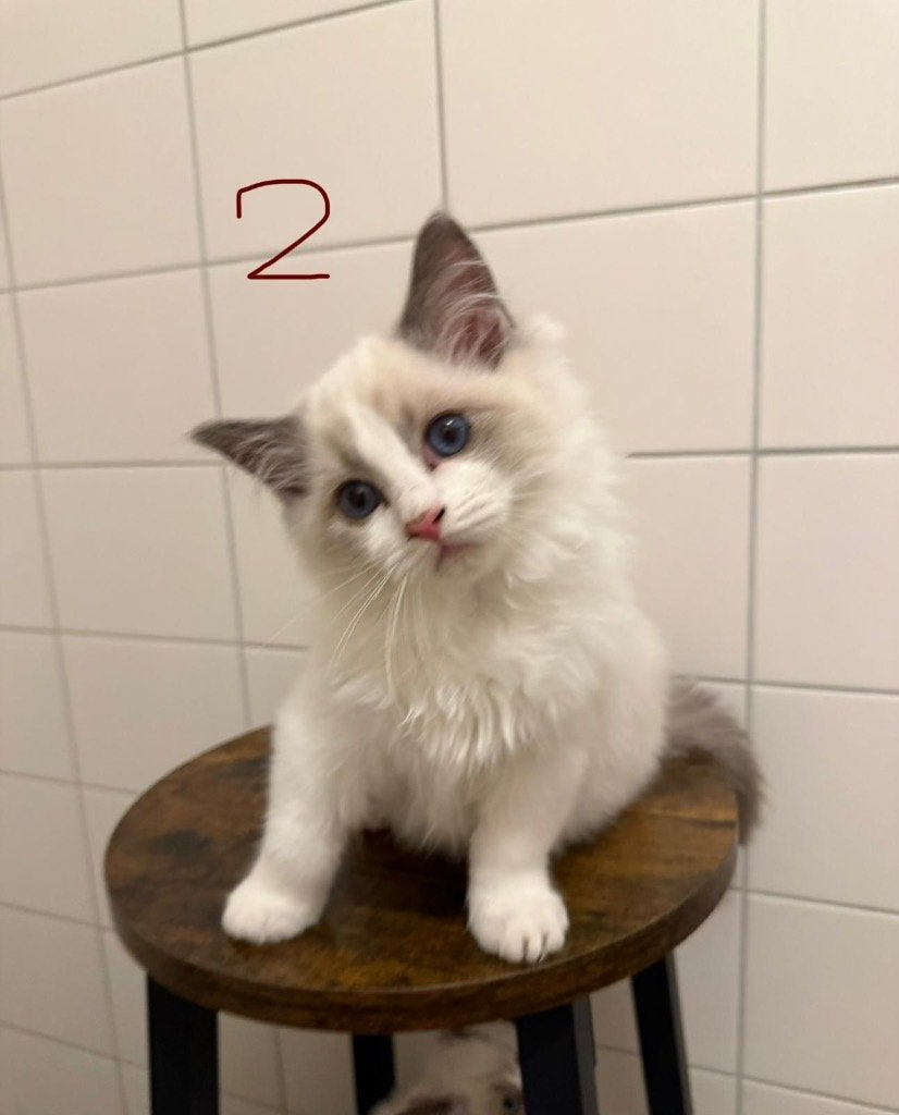 💎 5 van de 6 Prachtige Blue Bicolour Ragdoll Kittens, Dieren en Toebehoren, Meerdere dieren, Gechipt, 0 tot 2 jaar