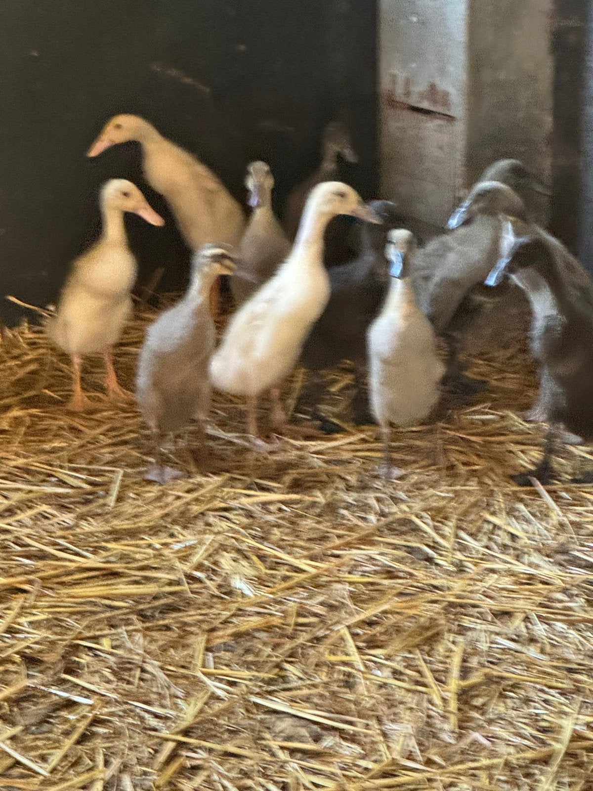 Loopeenden ca. 3 weken oud, Dieren en Toebehoren, Meerdere dieren