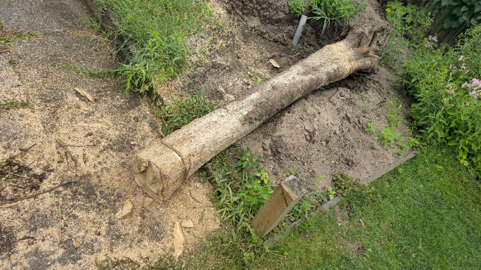 GRATIS AF TE HALEN Boomstronk en boomstam (brandhout), Ophalen, Gebruikt, Overige typen