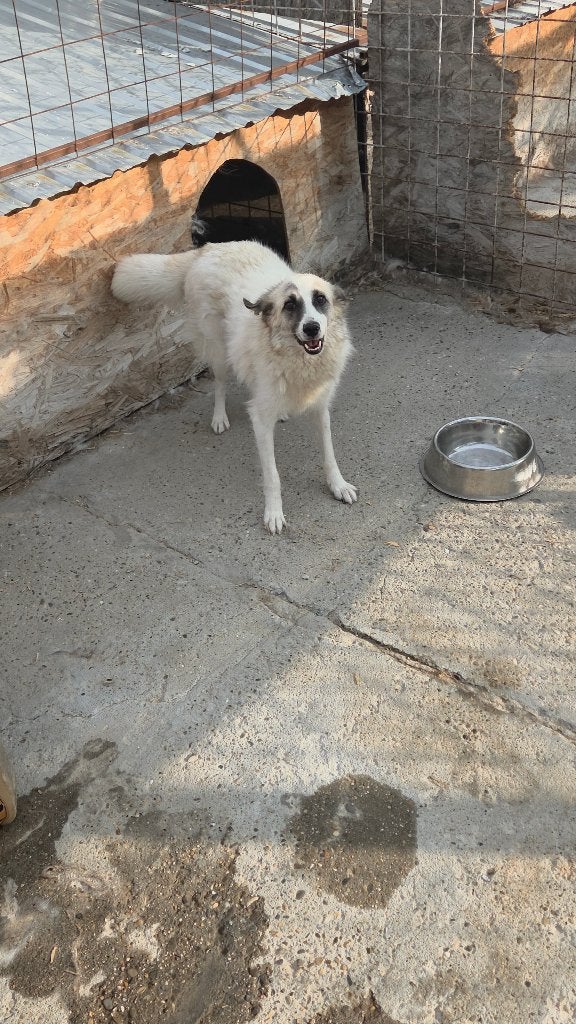 Prachtige, lieve Rosa ter adoptie, Dieren en Toebehoren, Particulier, 1 tot 2 jaar, Buitenland, Teef