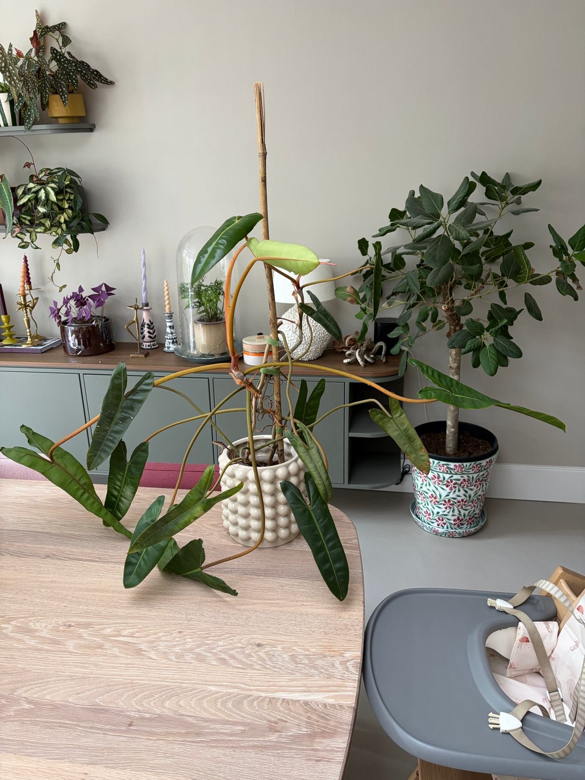 Philodendron Billietiae Groot - Unieke Kamerplant, Huis en Inrichting, Kamerplanten, Ophalen, 100 tot 150 cm, Overige soorten