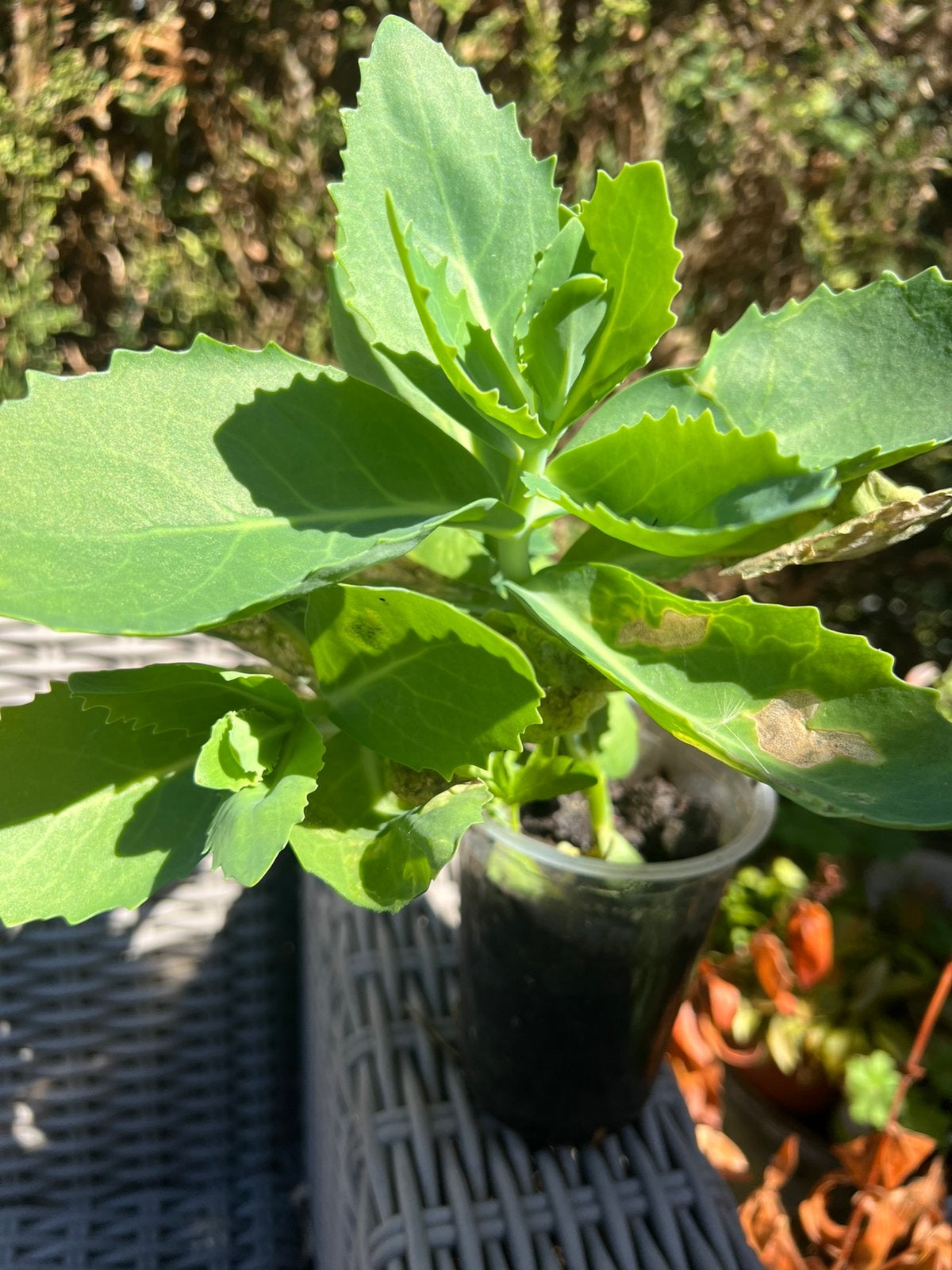 Sedum plant, Tuin en Terras, Ophalen of Verzenden, Overige soorten, Volle zon