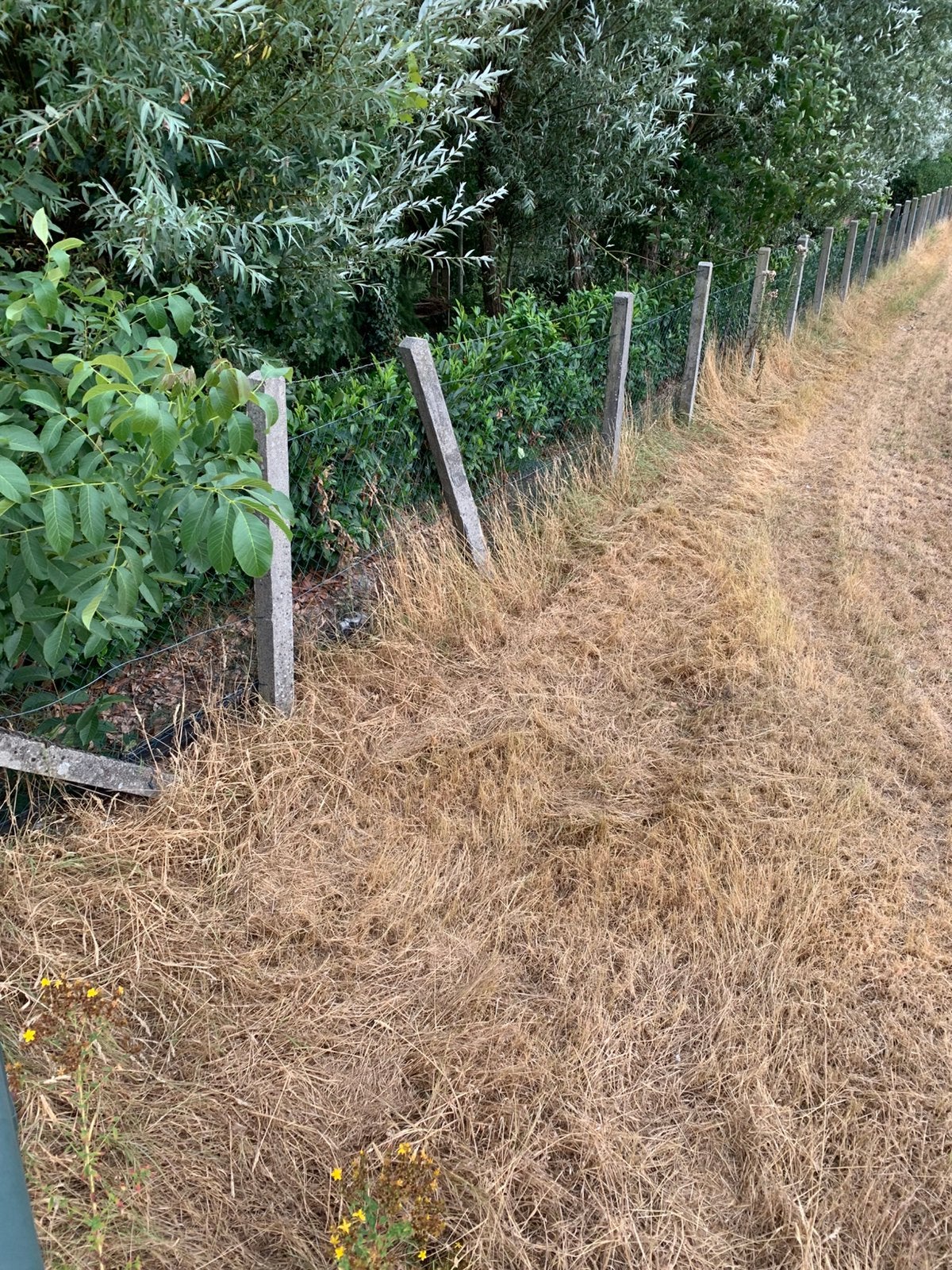 Gevraagd betonnen paal 220cm lang, Ophalen, Bloeit niet, Volle zon, Overige soorten