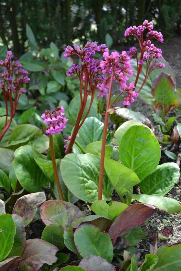 Stekjes van Schoenlappersplant (Bergenia), Tuin en Terras, Planten | Tuinplanten, Ophalen, Lente, Vaste plant