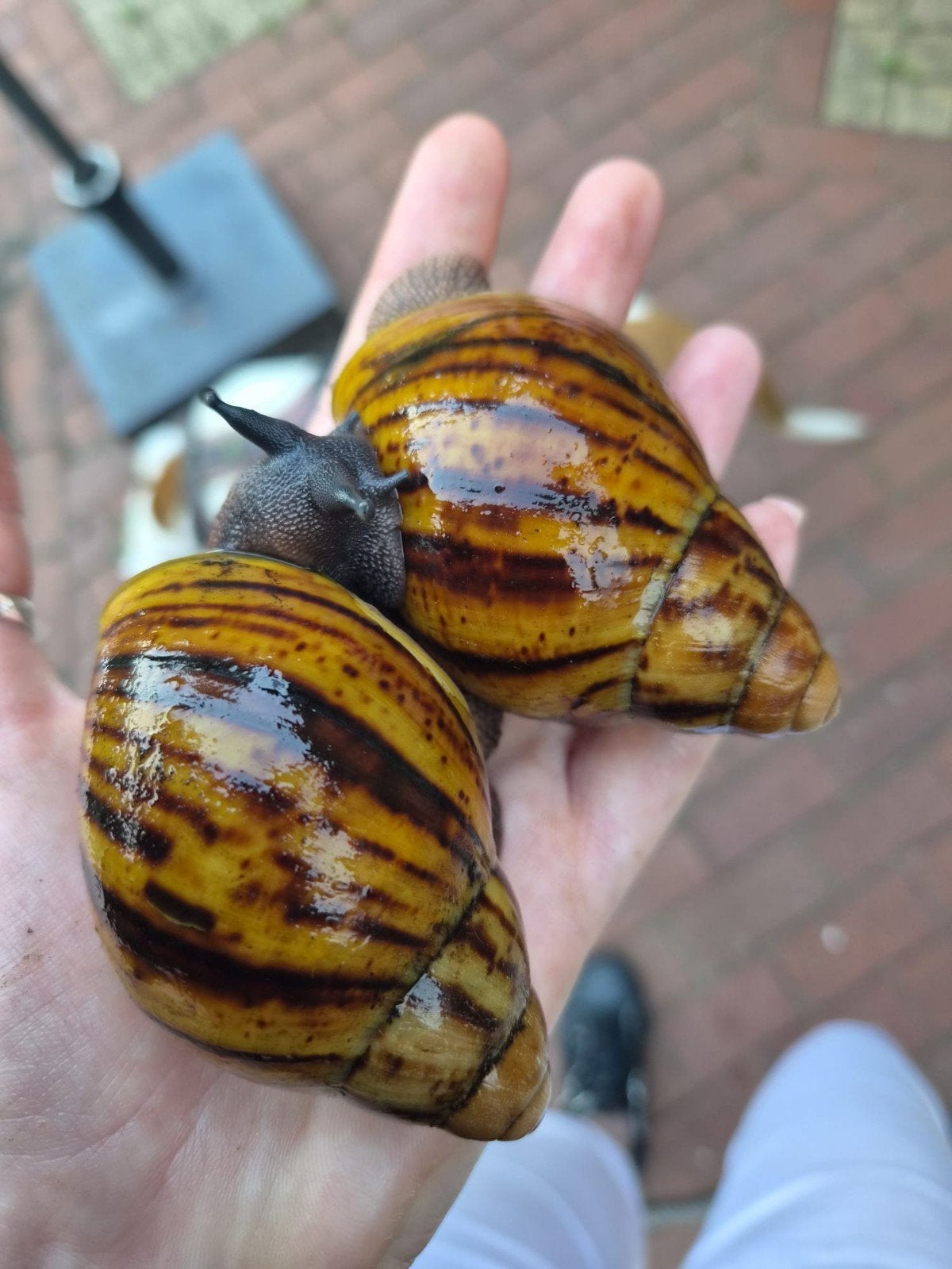 Archachatina marginata ovum reuzenslakken, Dieren en Toebehoren, Overige Dieren, Augustus, Meerdere dieren