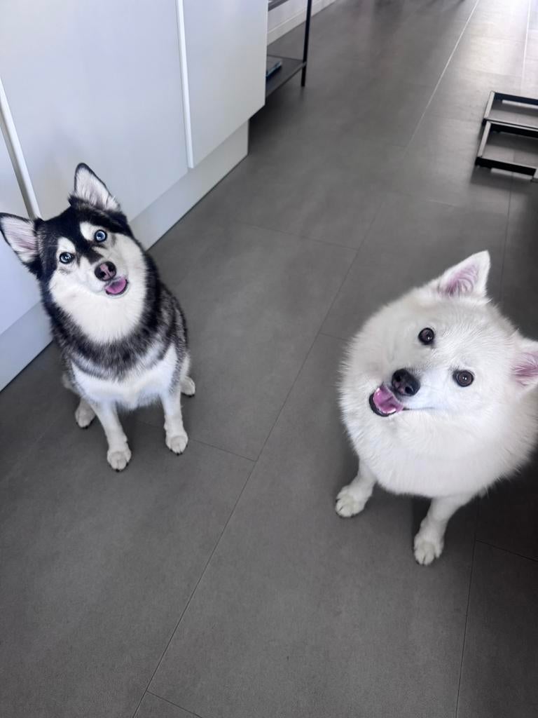 Honden oppas gezocht in de zomervakantie, Ophalen, Hond