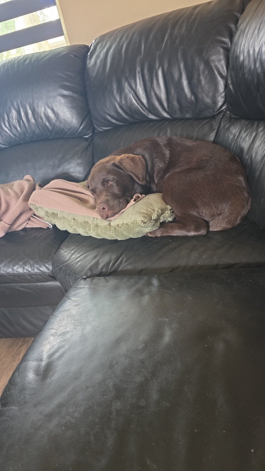 Labrador pup 5 maanden, 15 weken tot 1 jaar, Reu, CDV (hondenziekte), Labrador retriever