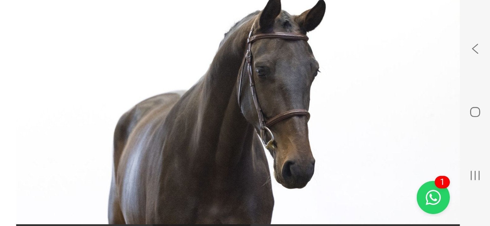 Keurmerrie Baltic x Elsalvador, Merrie, Springpaard, Zadelmak, 3 tot 6 jaar