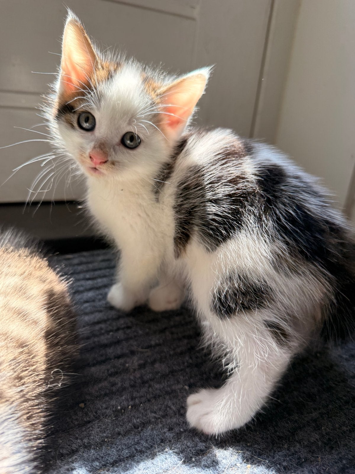 Mooie x boskat kittens VANDAAG OPHALEN, Meerdere dieren