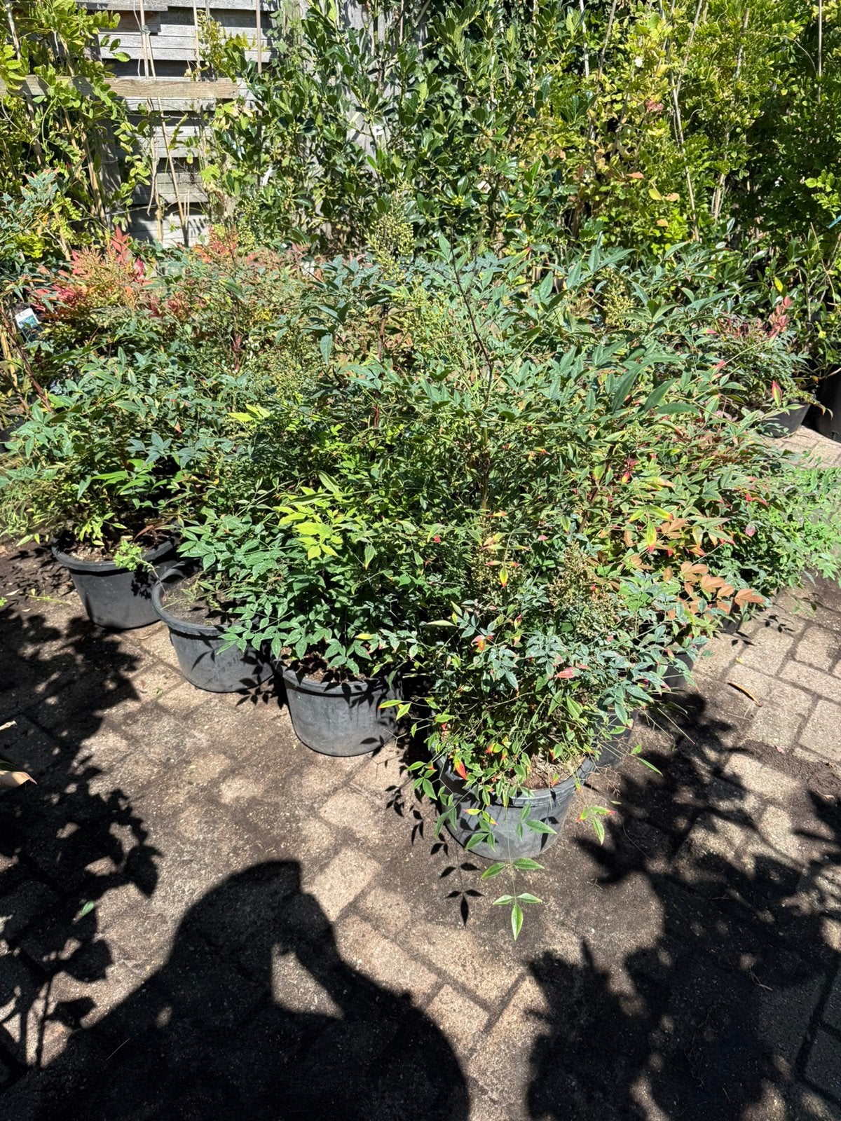Nandina domestica / of hemelsche bamboe bladhoudend 14,95, Vaste plant, Halfschaduw, Lente, Ophalen