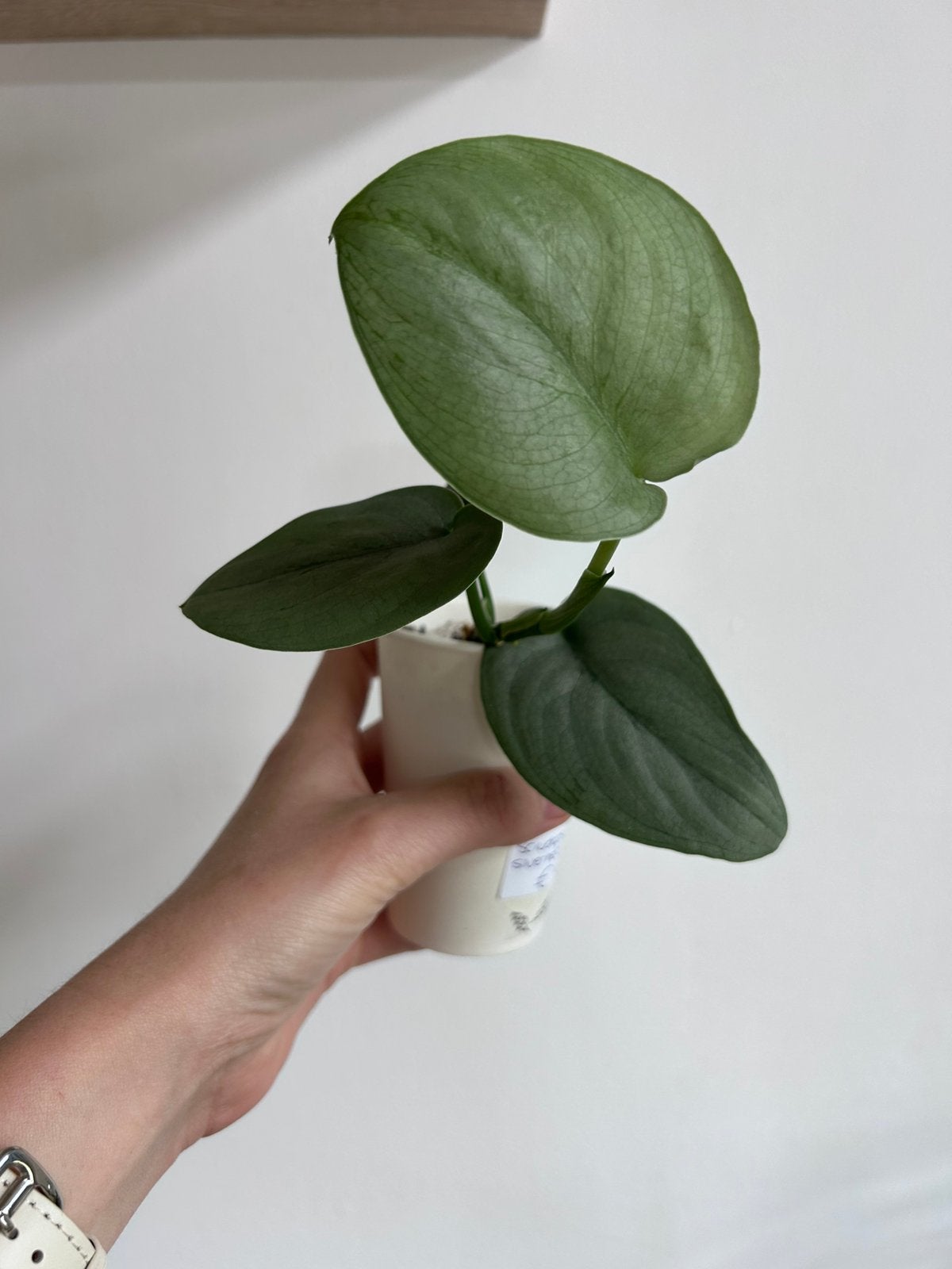 Scindapsus silver hero, Huis en Inrichting, Kamerplanten, Ophalen of Verzenden, Halfschaduw, Minder dan 100 cm