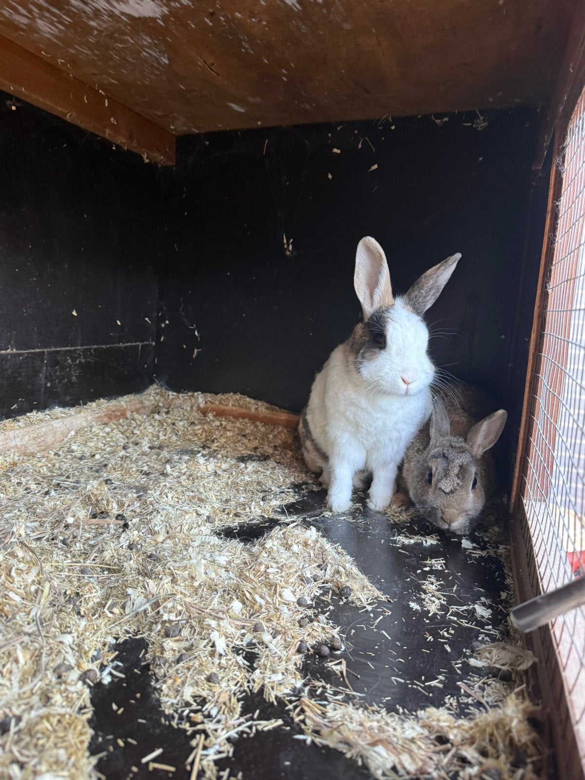 Lieve nijntjes zoeken 5- ⭐️ huis!!, Meerdere dieren, Dwerg, 3 tot 5 jaar