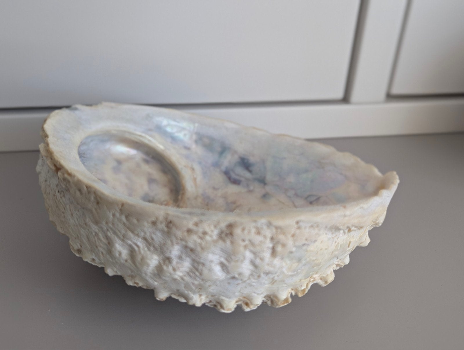 Grote Abalone schelp - Zeeoor - Parelmoer smudge schaal 15,5, Ophalen of Verzenden