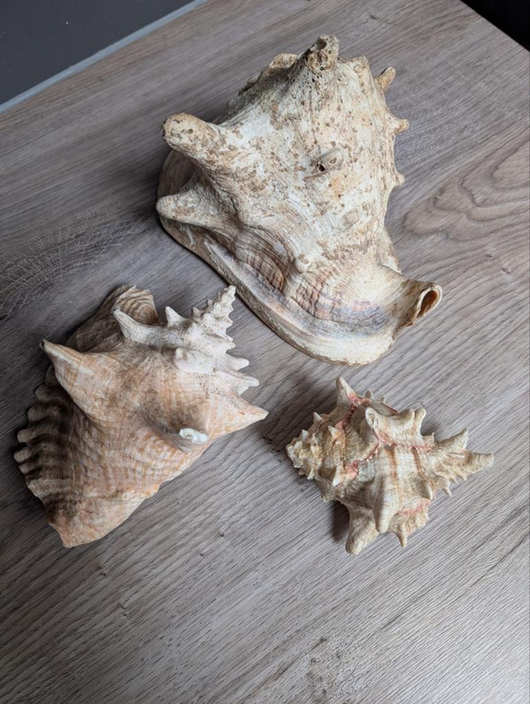 3 mooie bijzondere schelpen, Ophalen, Zo goed als nieuw