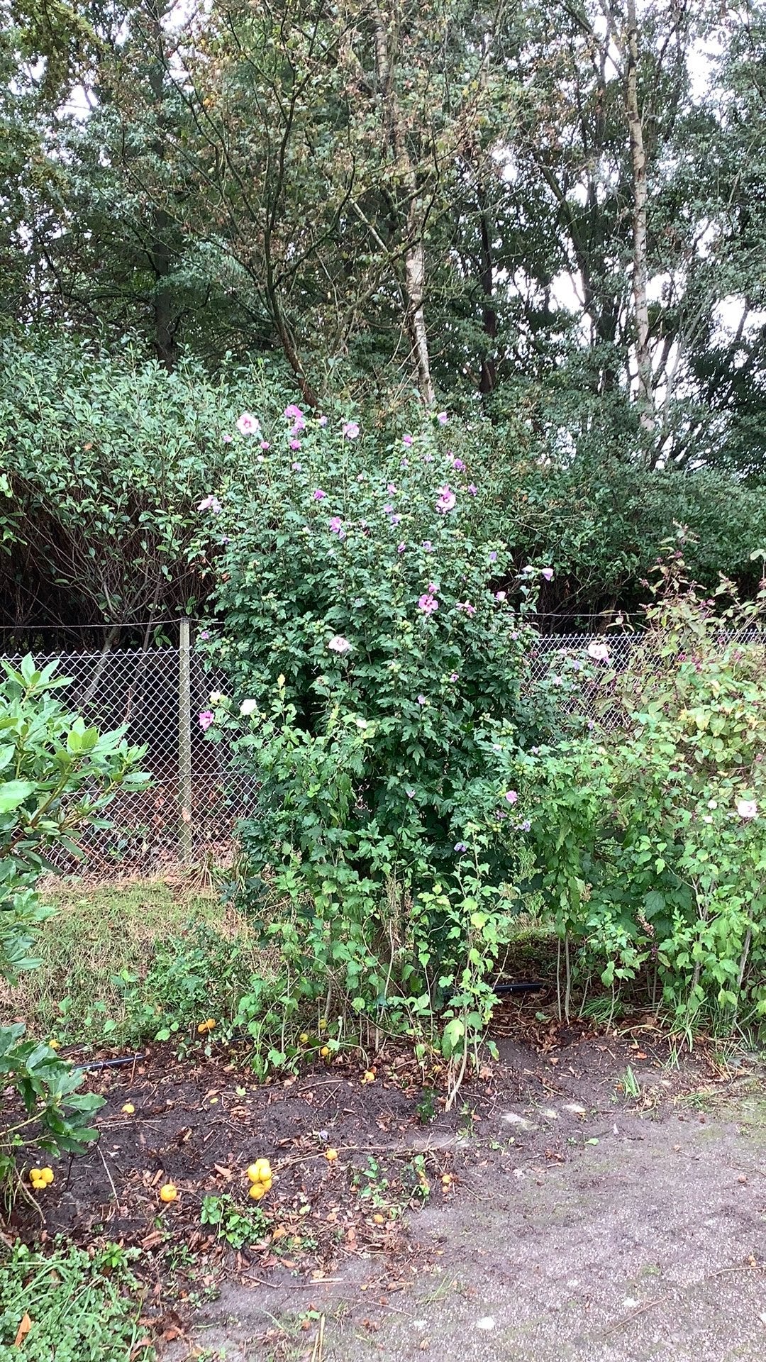 Hibiscus, Overige soorten, 100 tot 250 cm, Zomer, Ophalen