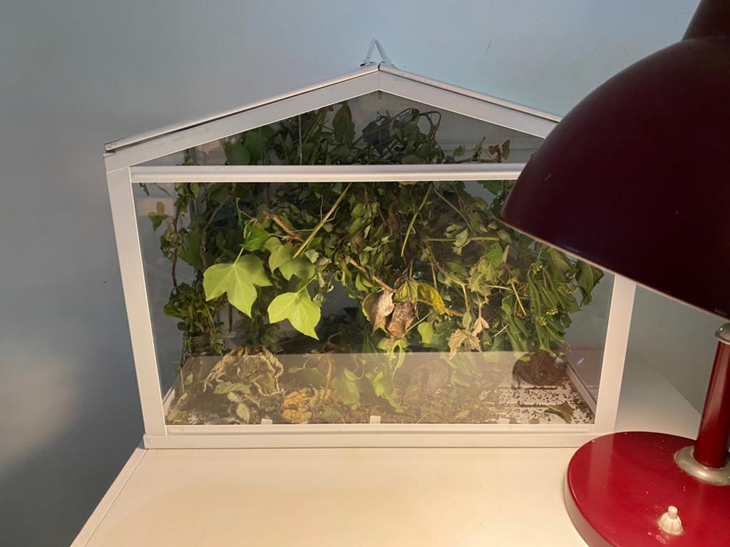 Terrarium met wandelende takken, Ophalen of Verzenden, Zo goed als nieuw