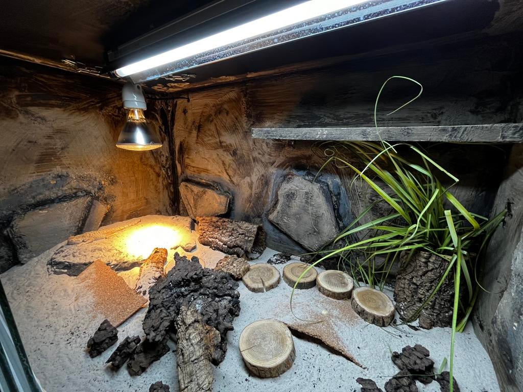 80x50x50 ingericht terrarium, Dieren en Toebehoren, Reptielen en Amfibieën | Toebehoren, Zo goed als nieuw, Terrarium of Paludarium