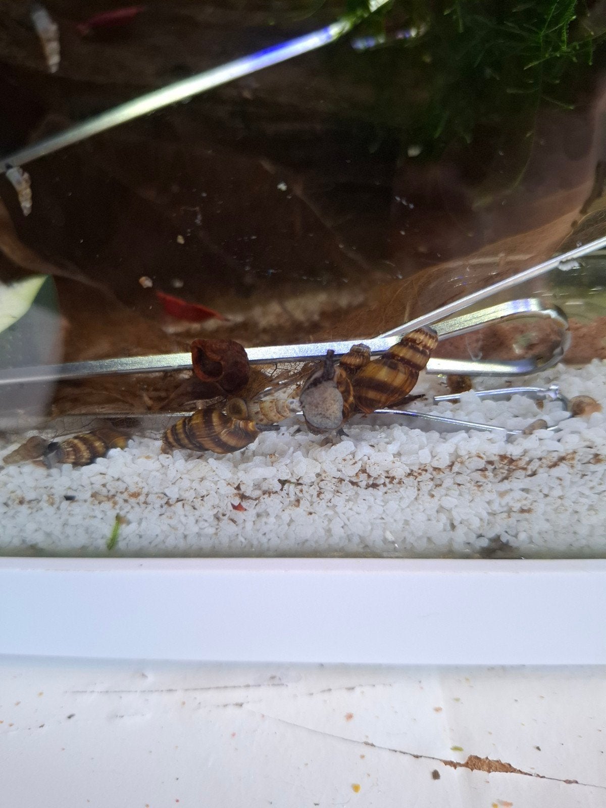 helena slakken, Dieren en Toebehoren, Vissen | Aquariumvissen, Slak of Weekdier