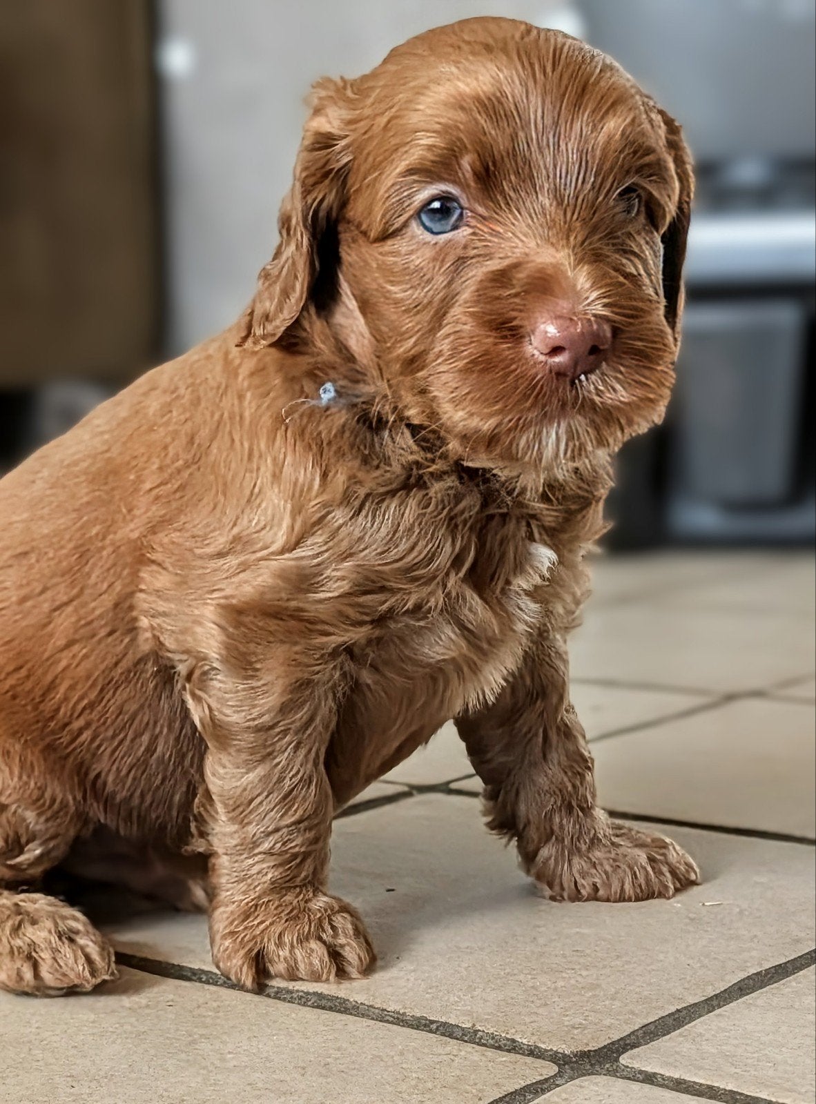 Twee prachtige medium Labradoodle reutjes, 8 tot 15 weken, Meerdere, Nederland, Particulier