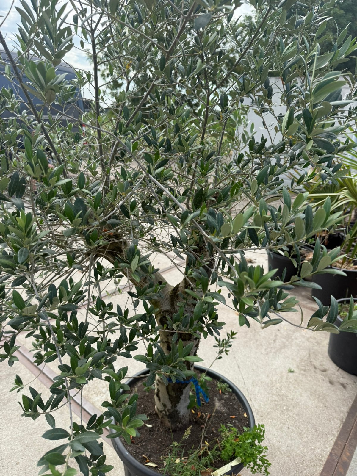 Rustieke olijfboom mooie stam 80 cm kruin 70 cm  pot 50liter, 100 tot 250 cm, Olijfboom, Zomer, Ophalen