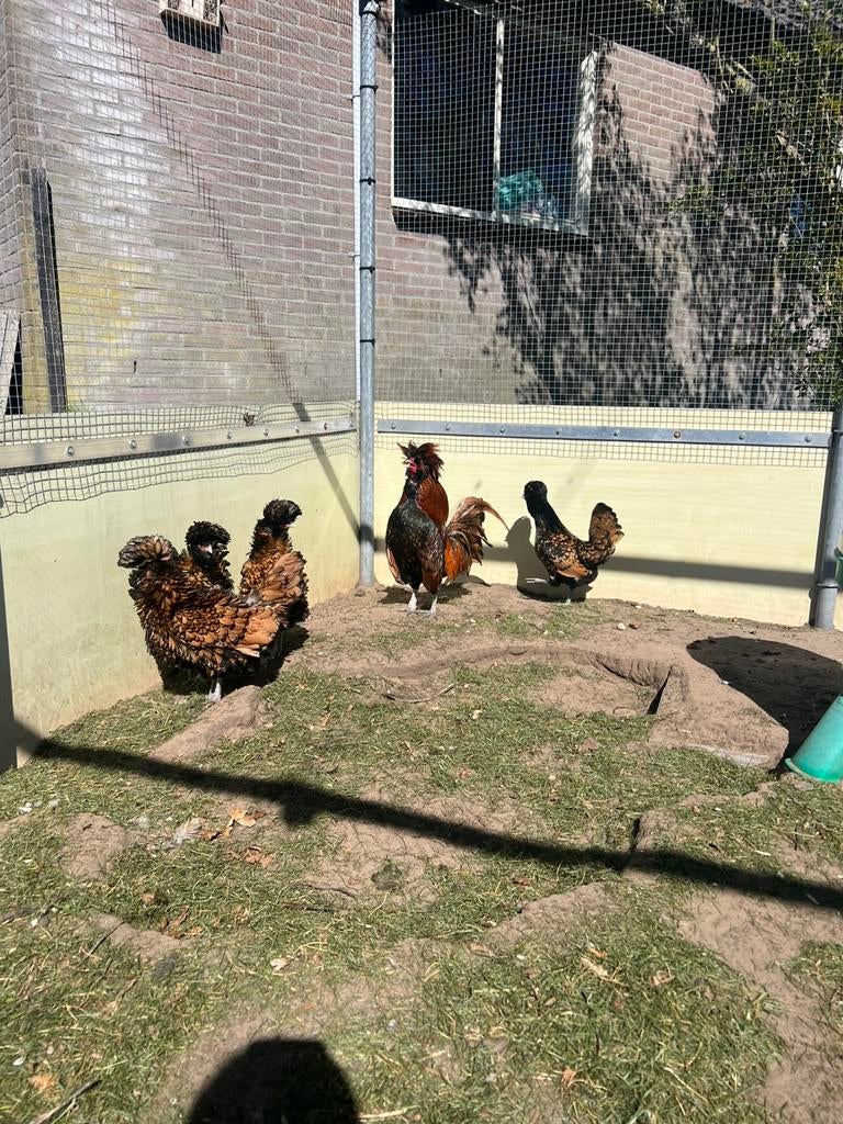 Broedeieren baardkuifhoen!, Geslacht onbekend, Kip