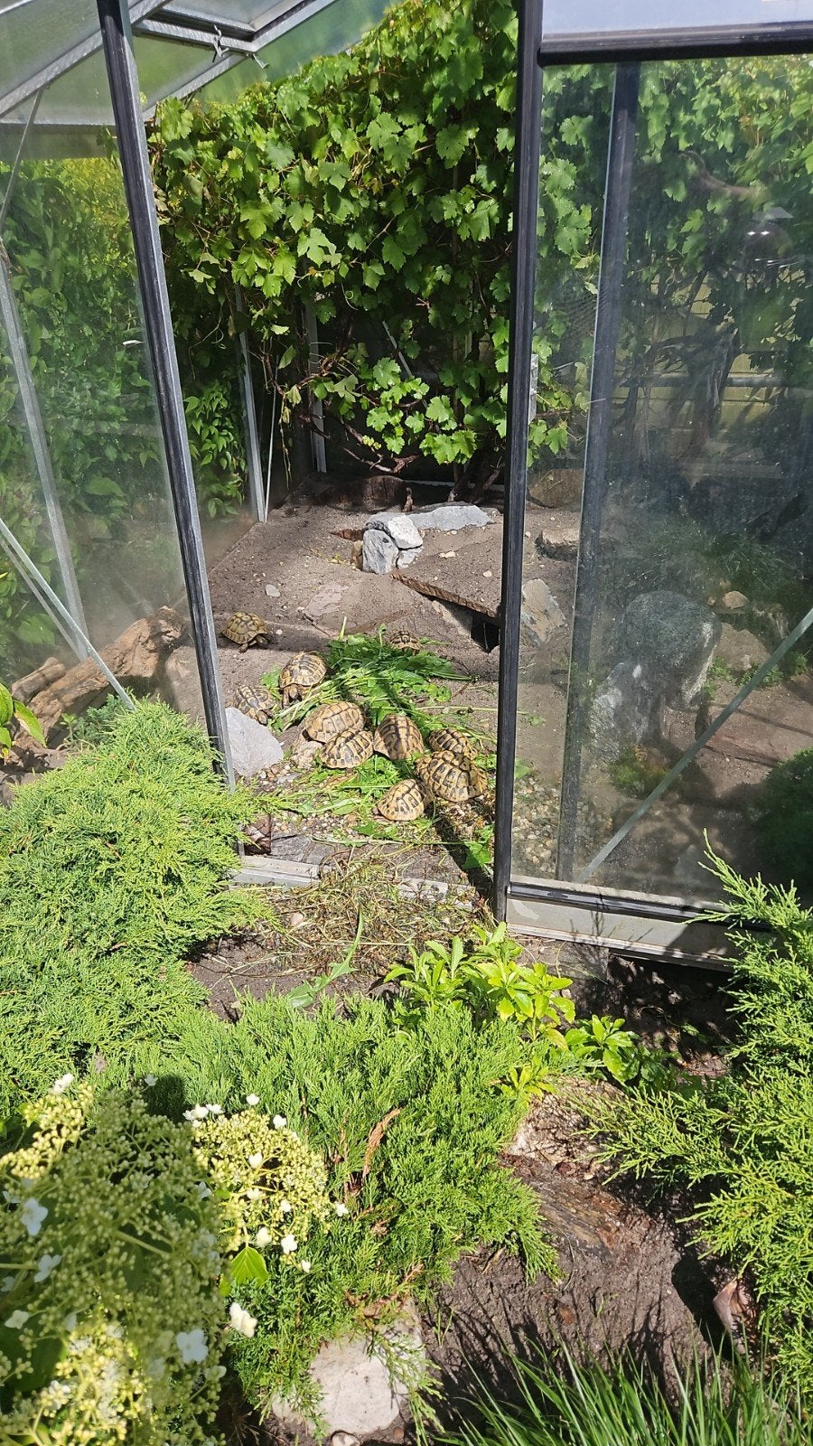 Lieve Griekse landschildpadden nakweek 2026 Tortoise photo 8
