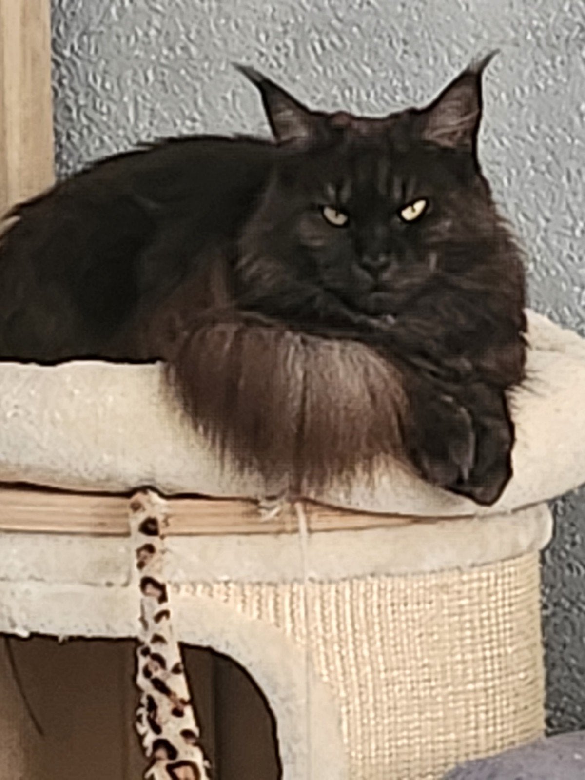 Maine Coon Blacksmoke x Cyprus kittens te koop, Dieren en Toebehoren, Katten en Kittens | Raskatten | Langhaar, Meerdere dieren