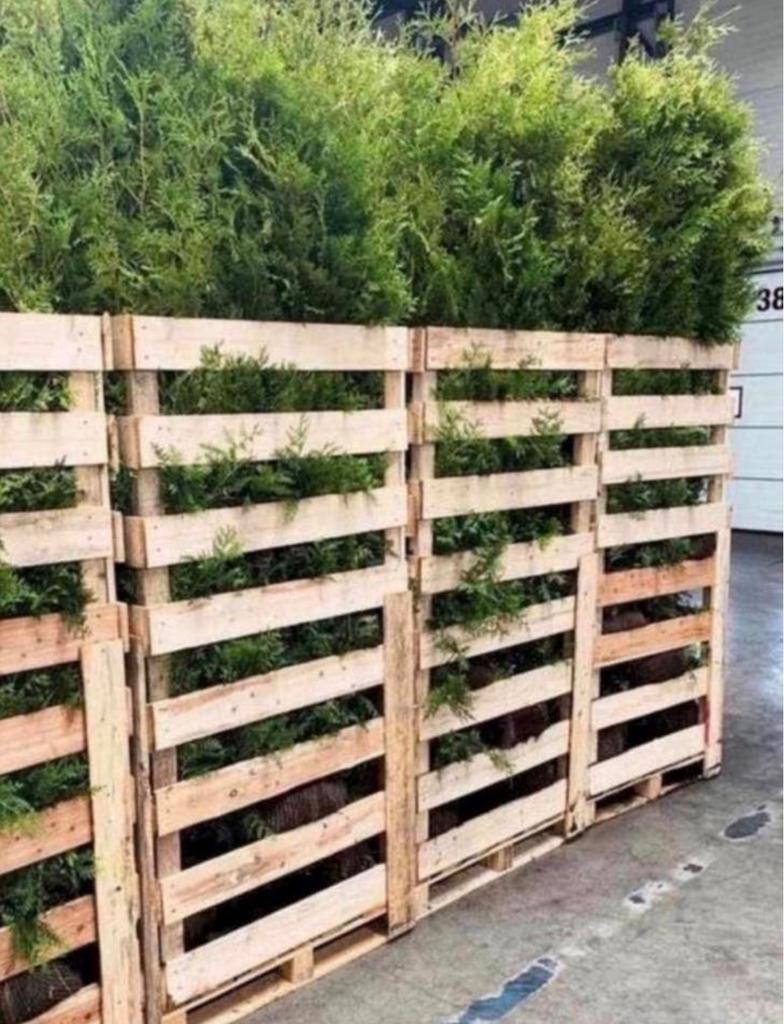 Coniferen AANBIEDING, Ophalen of Verzenden, Beukenhaag, 100 tot 250 cm