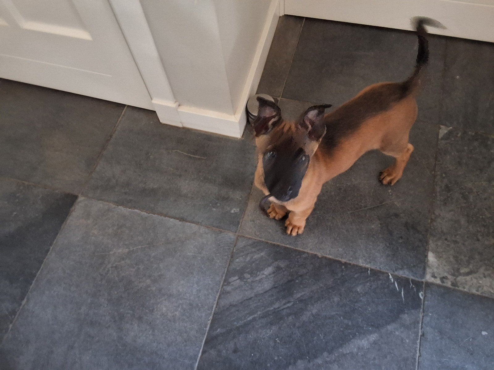 Te koop mechelse herder pup, Reu, 8 tot 15 weken, Eén hond, Herder