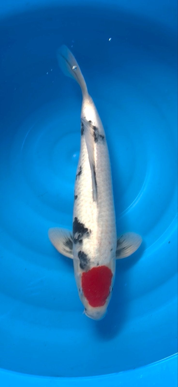 Marudoh Tancho Showa 52 cm, Karper of Koi