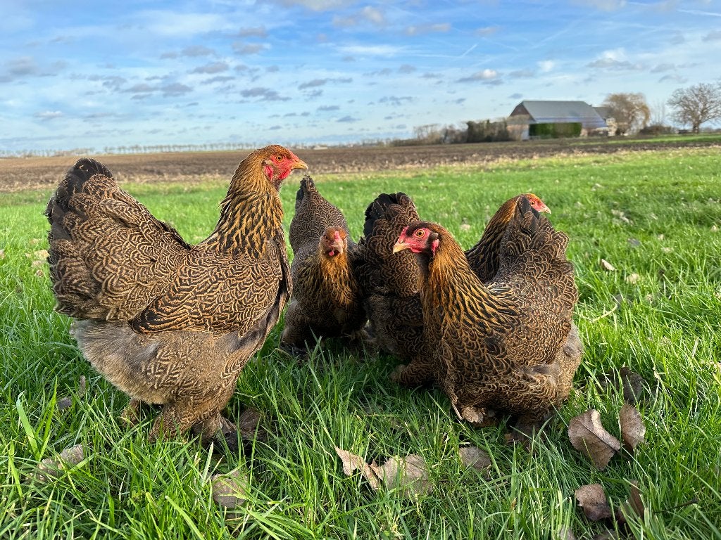 Jonge tamme Brahma kriel kippen gesekst en ingeënt, Dieren en Toebehoren, Vrouwelijk, Kip