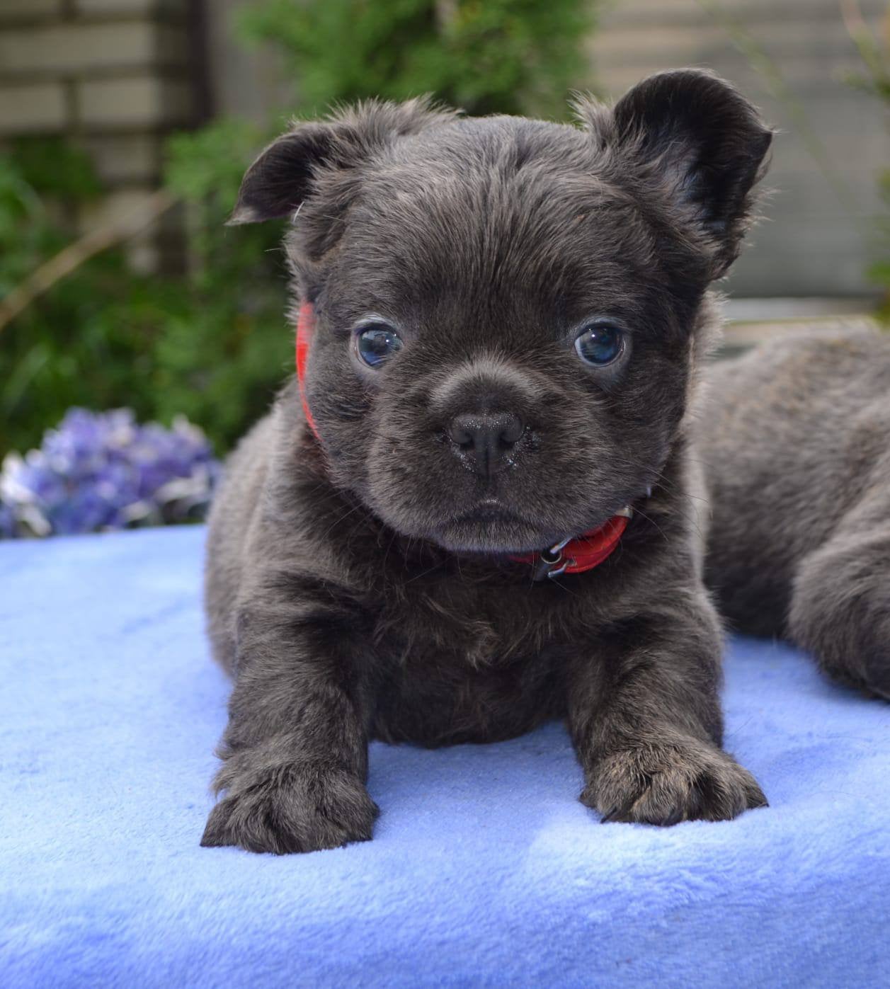 Fluffy Franse Bulldog, Dieren en Toebehoren, Reu, 8 tot 15 weken, Parvo, Bulldog