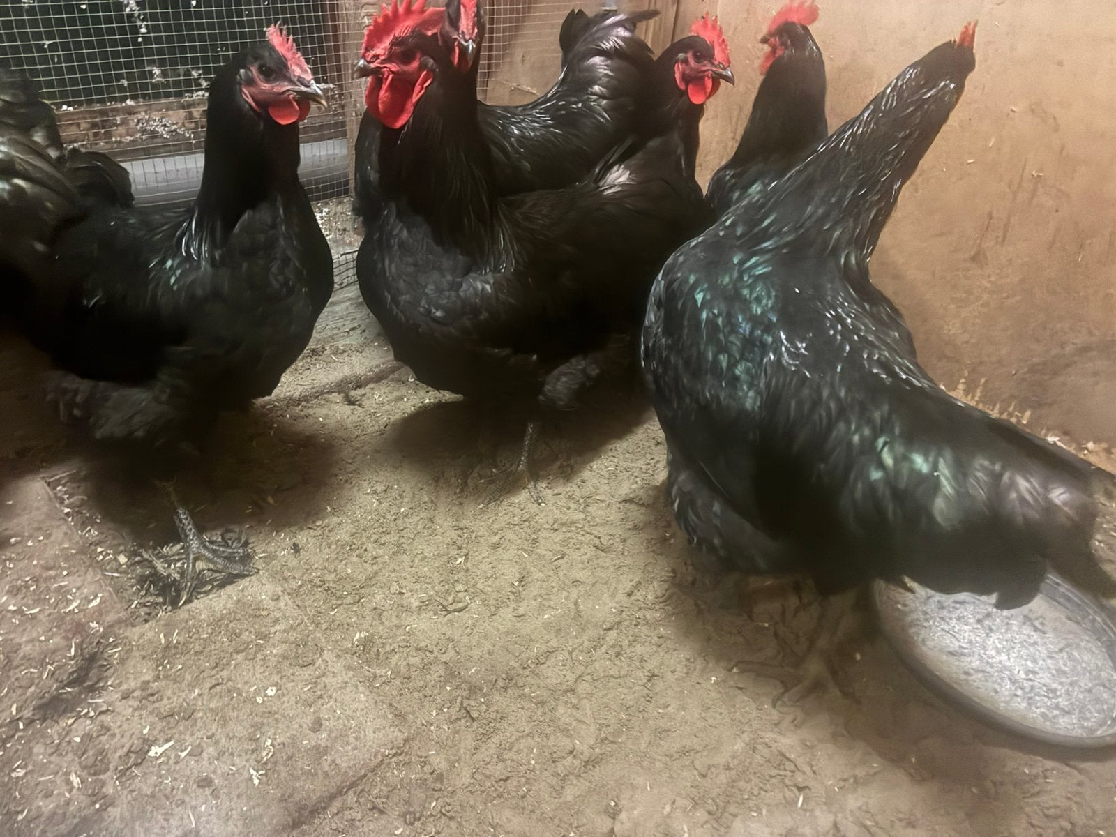 Jersey Giant Hanen, Dieren en Toebehoren, Mannelijk, Kip